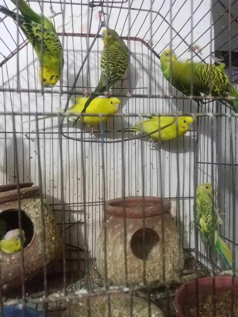 Australian Parrots for Sale — photo 2