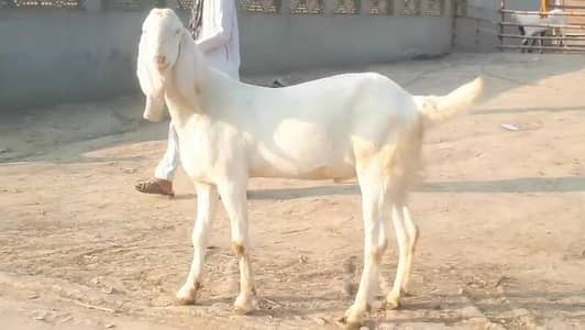 gulabi Bakra for sale