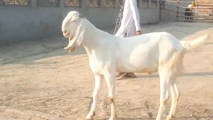 gulabi Bakra for sale — photo 3