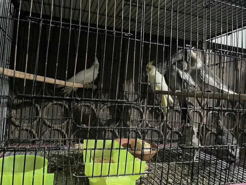 cocktiel eno/cream/whiteface — photo 2