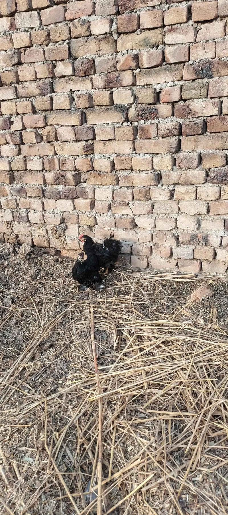bantam — photo 2