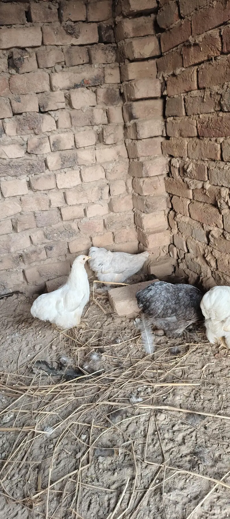 bantam — photo 3