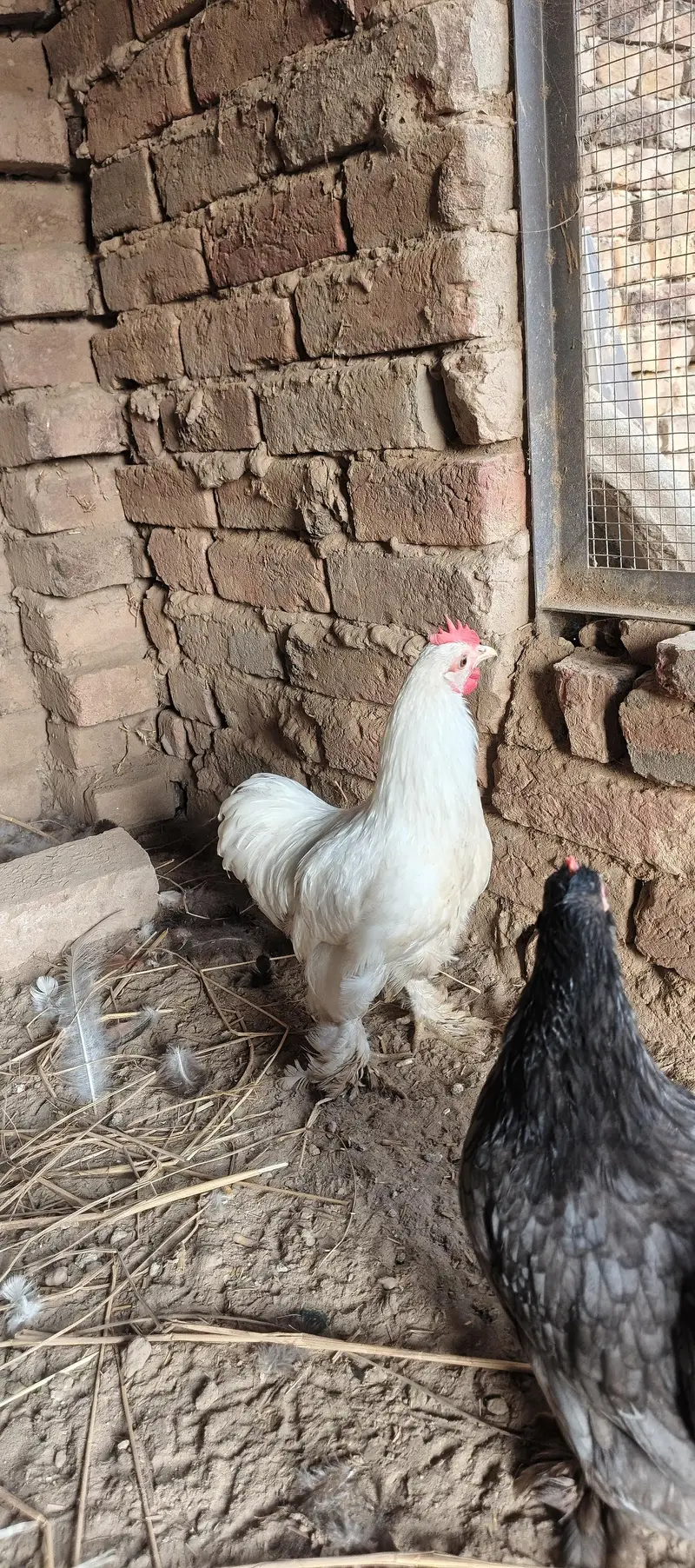 bantam — photo 4