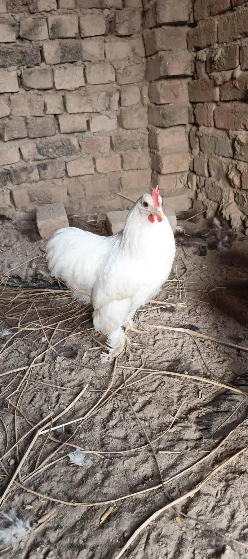 bantam 4