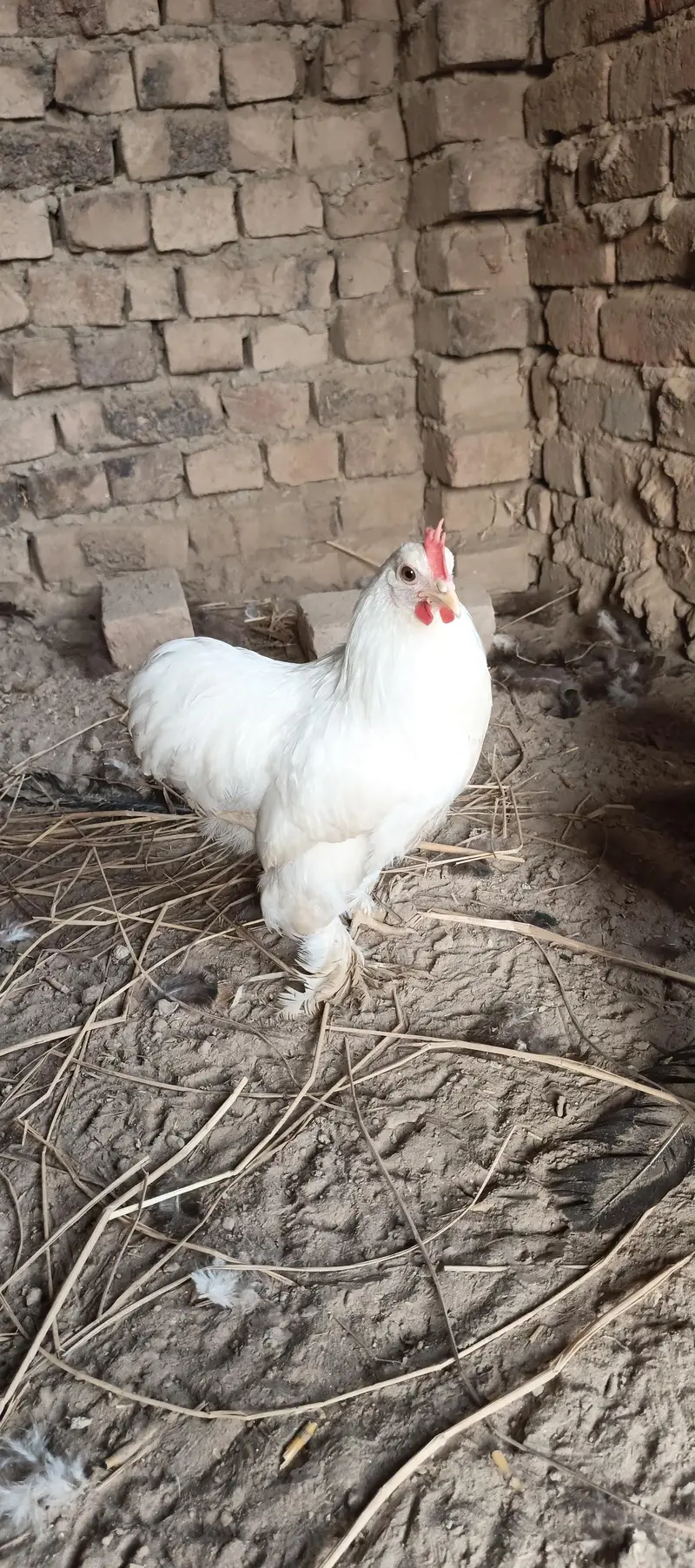 bantam — photo 5
