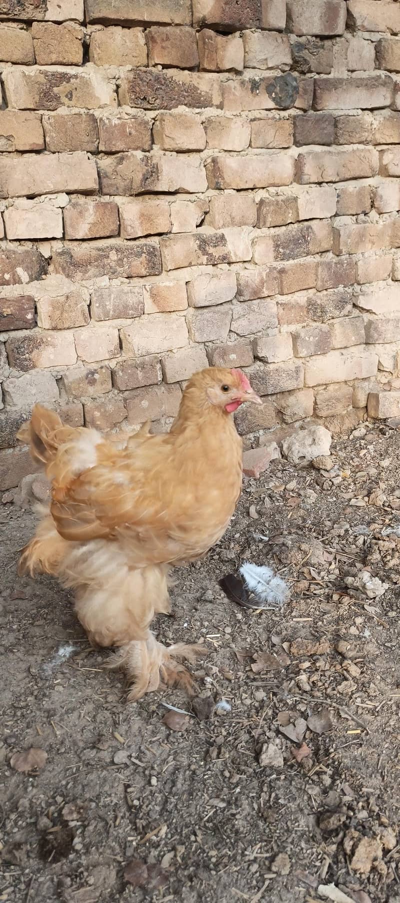 bantam 5