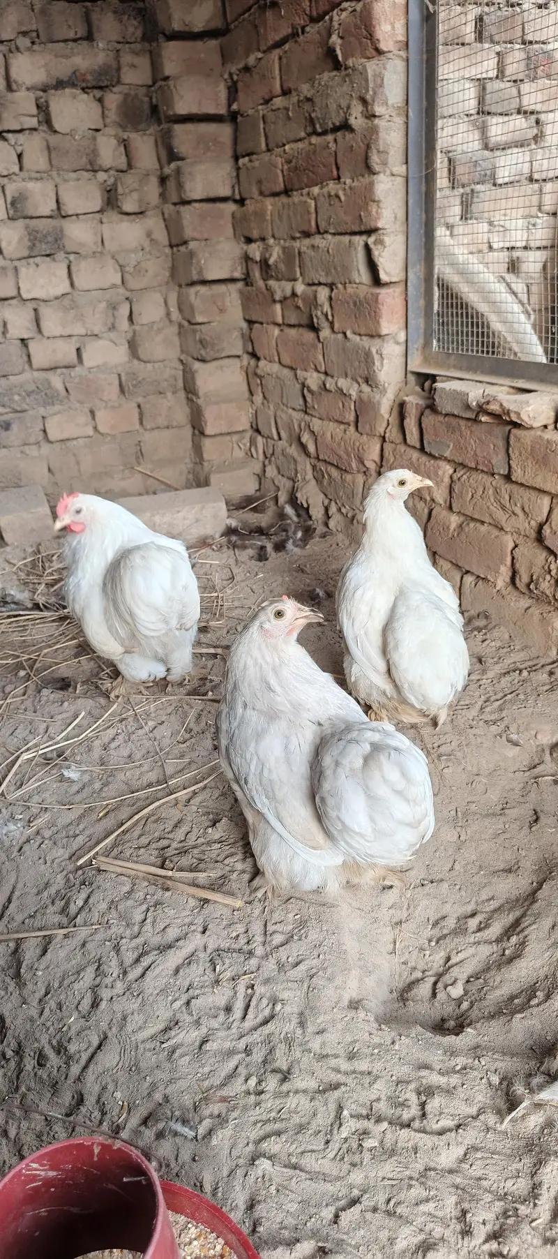 bantam — photo 8