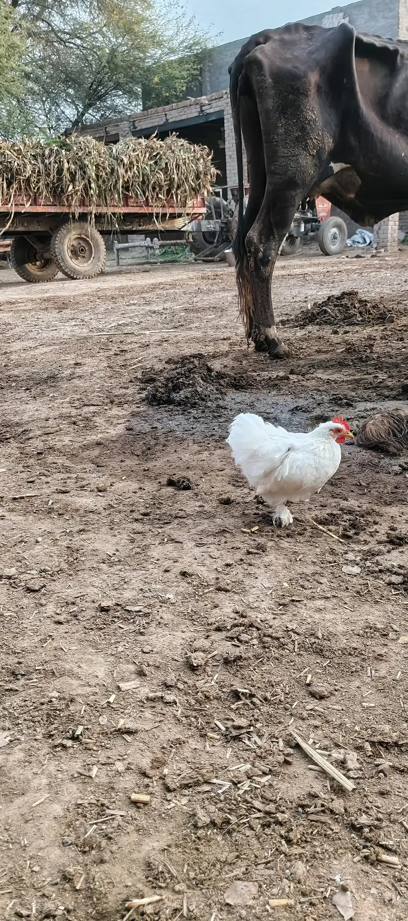 bantam — photo 10