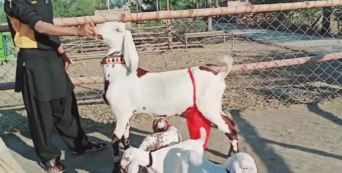 desi Bakri for sale — photo 4