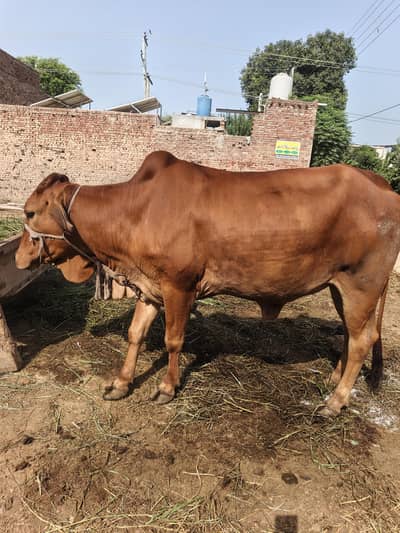 pure sahiwal cow