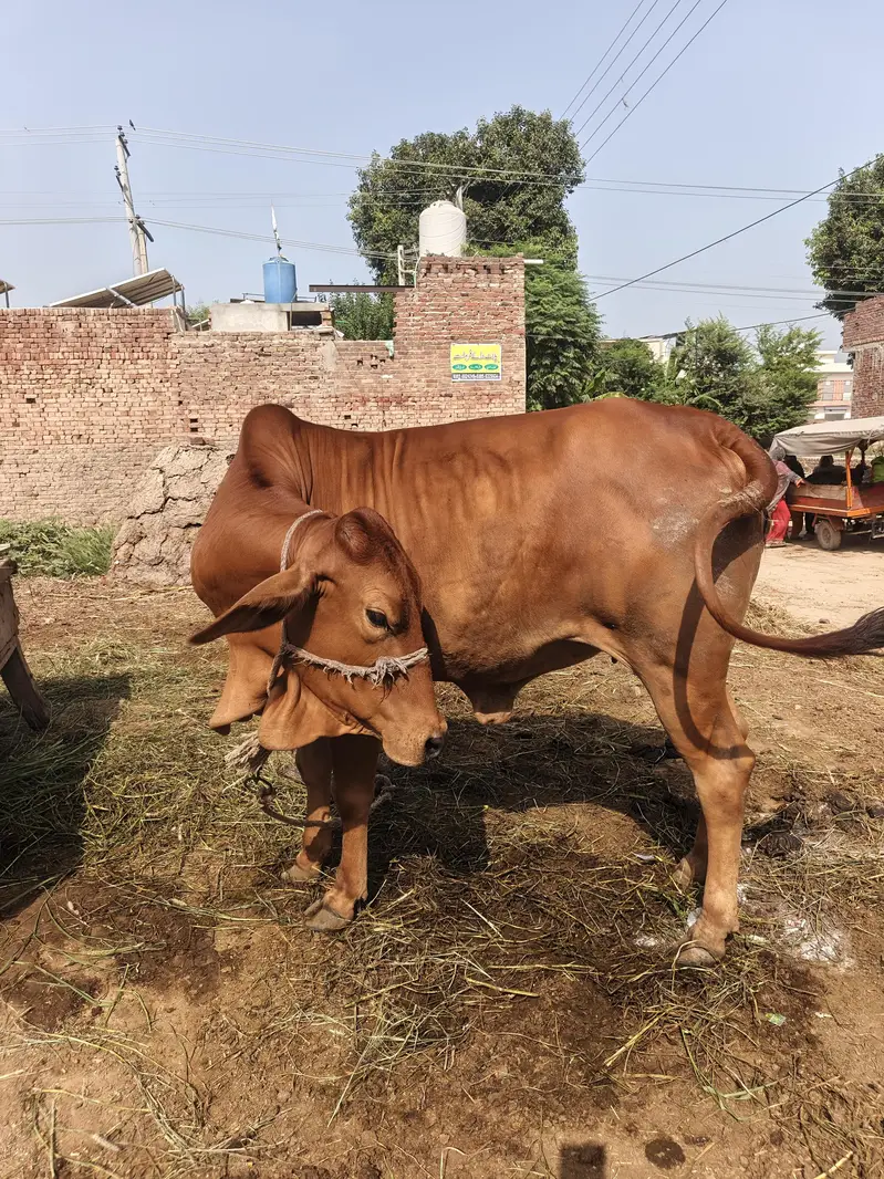 pure sahiwal cow — photo 2