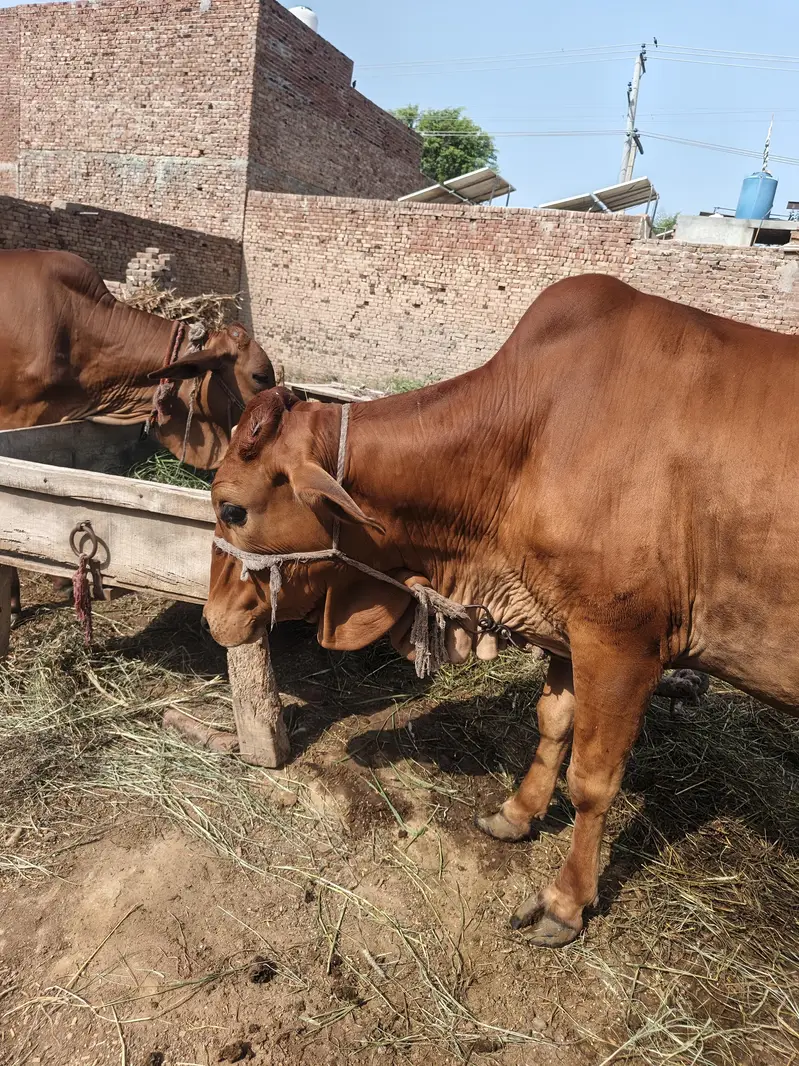 pure sahiwal cow — photo 5
