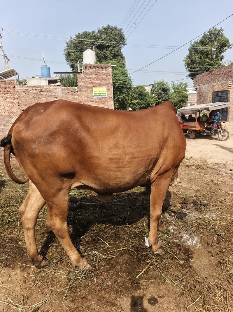 pure sahiwal cow — photo 6