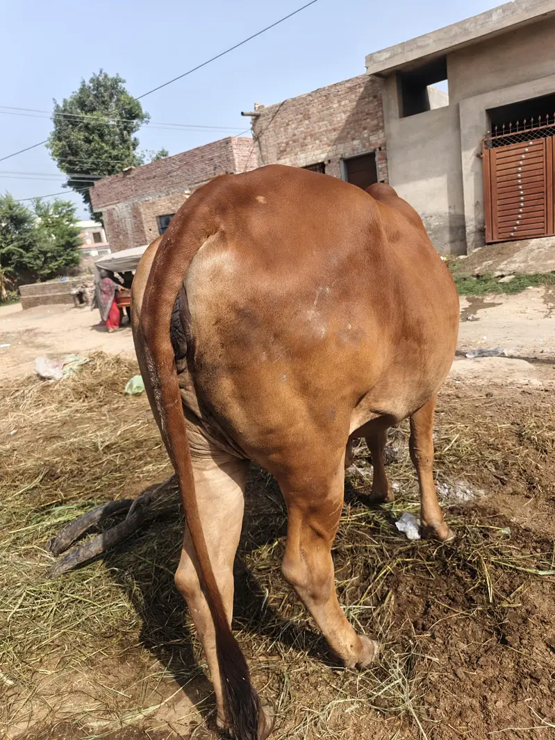 pure sahiwal cow — photo 7