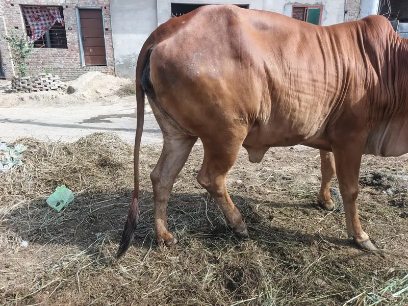 pure sahiwal cow — photo 8