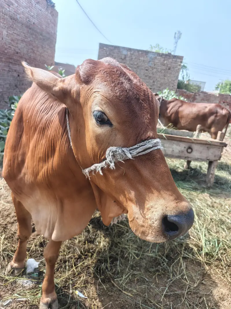 pure sahiwal cow — photo 9