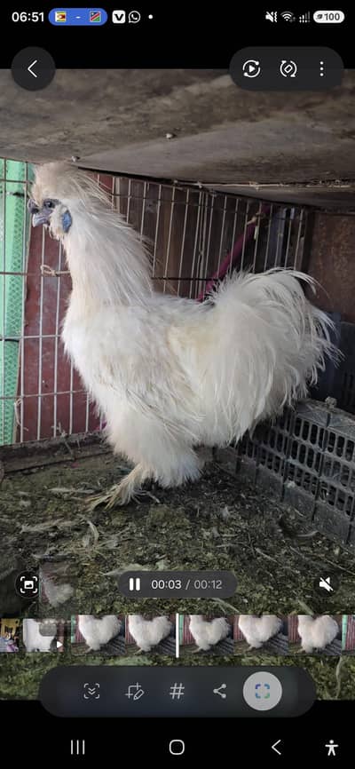 White breeder Male Silky