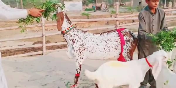 desi Bakri for sale 3 bacchon ke sath