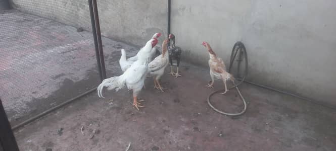 Shamoo Aseels for sale