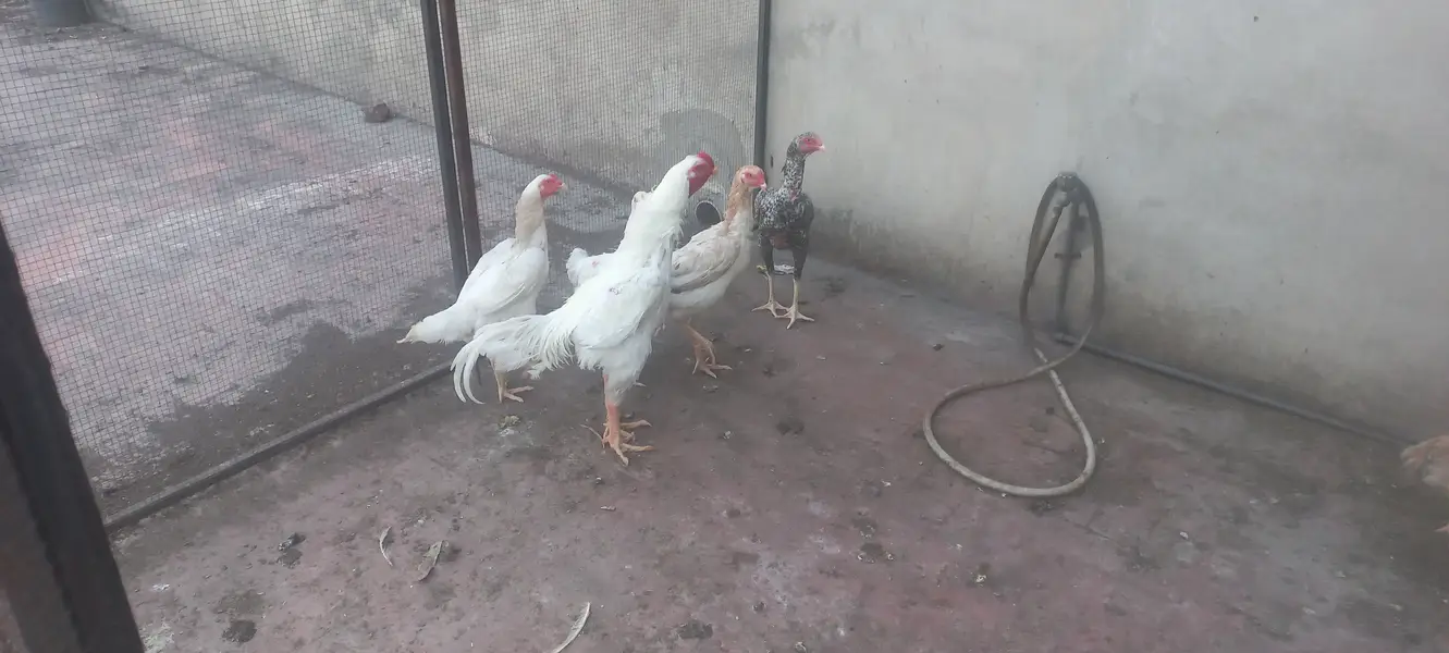 Shamoo Aseels for sale — photo 2