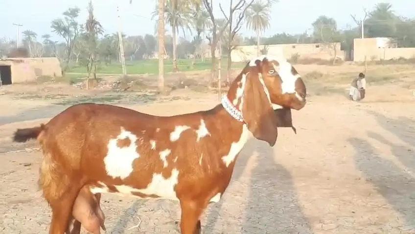 desi Bakri for sale do bacho ke sath Kisi bhai ko chahie To Mere Sath — photo 3