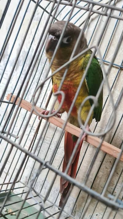 (pineapple concur parrot) hand tamed
