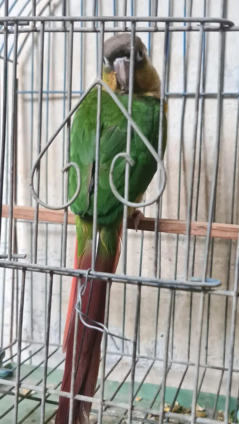 (pineapple conure parrot) hand tamed — photo 2