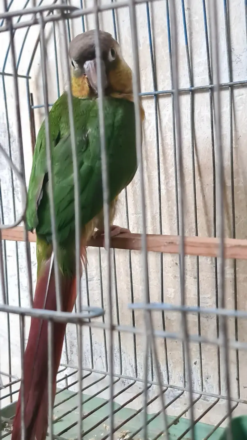 (pineapple conure parrot) hand tamed — photo 3
