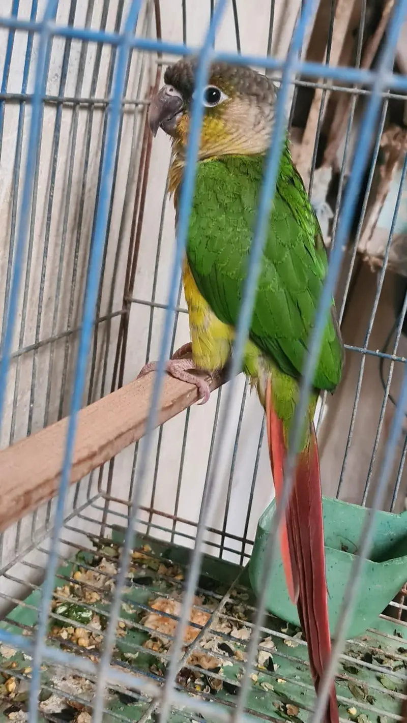(pineapple conure parrot) hand tamed — photo 4