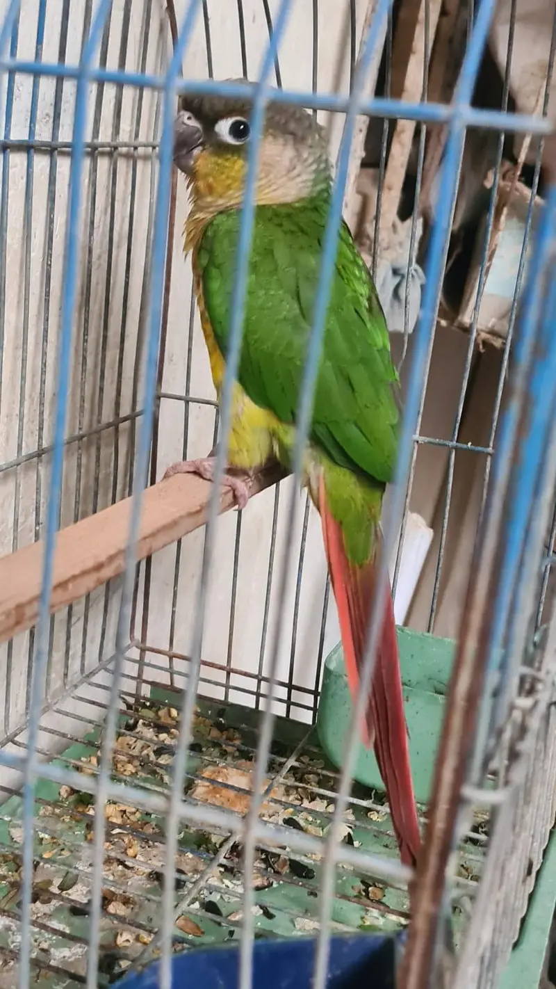 (pineapple conure parrot) hand tamed — photo 5