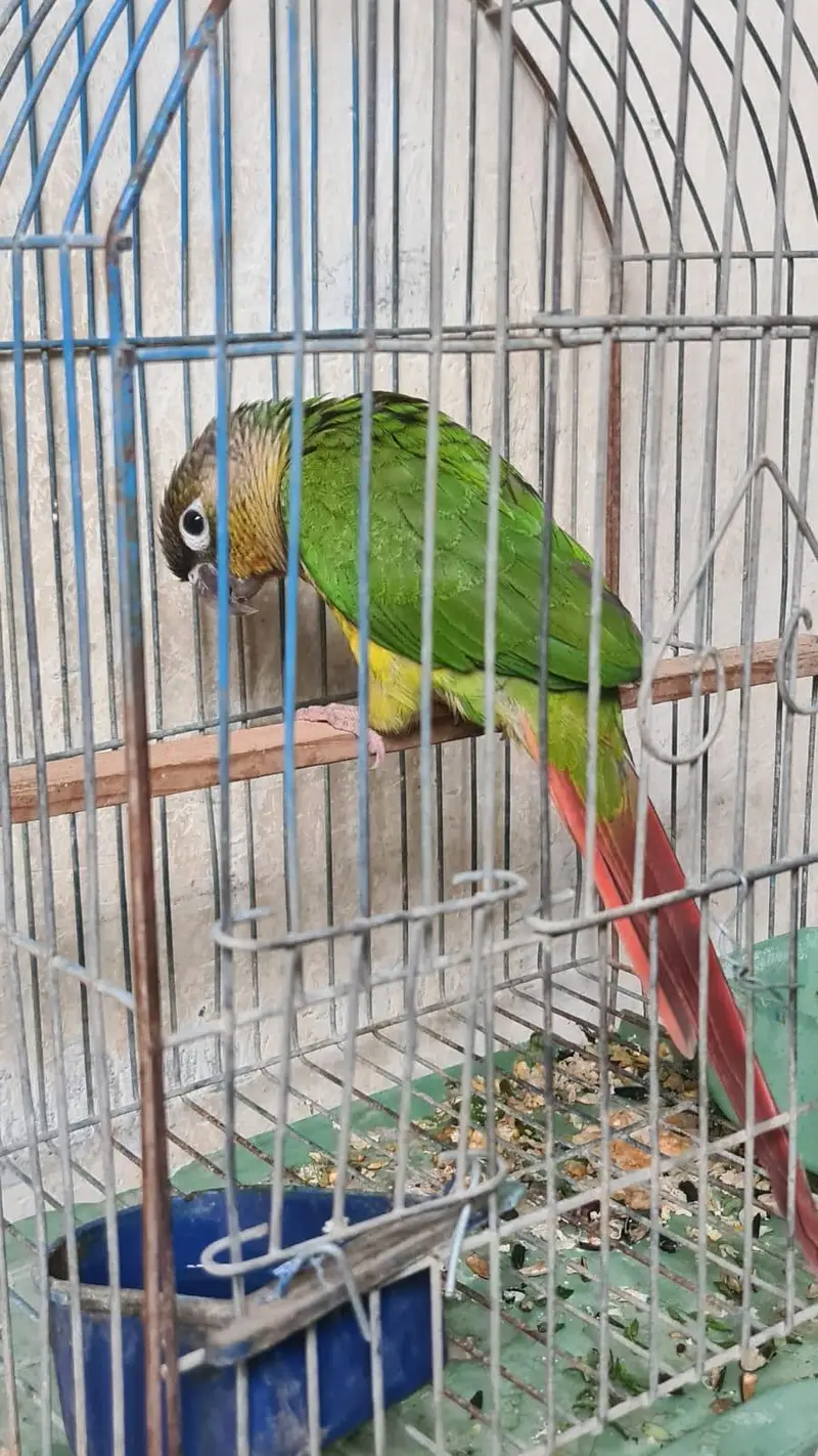 (pineapple conure parrot) hand tamed — photo 6
