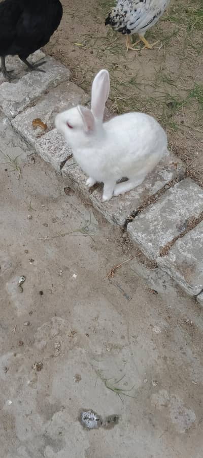 white Rabit