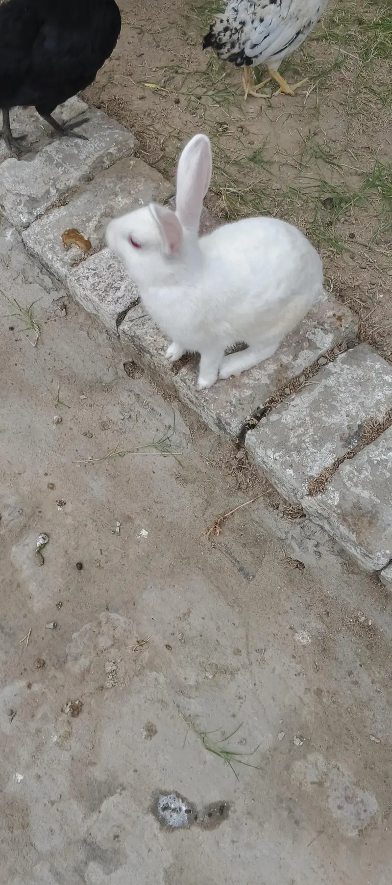 white Rabit