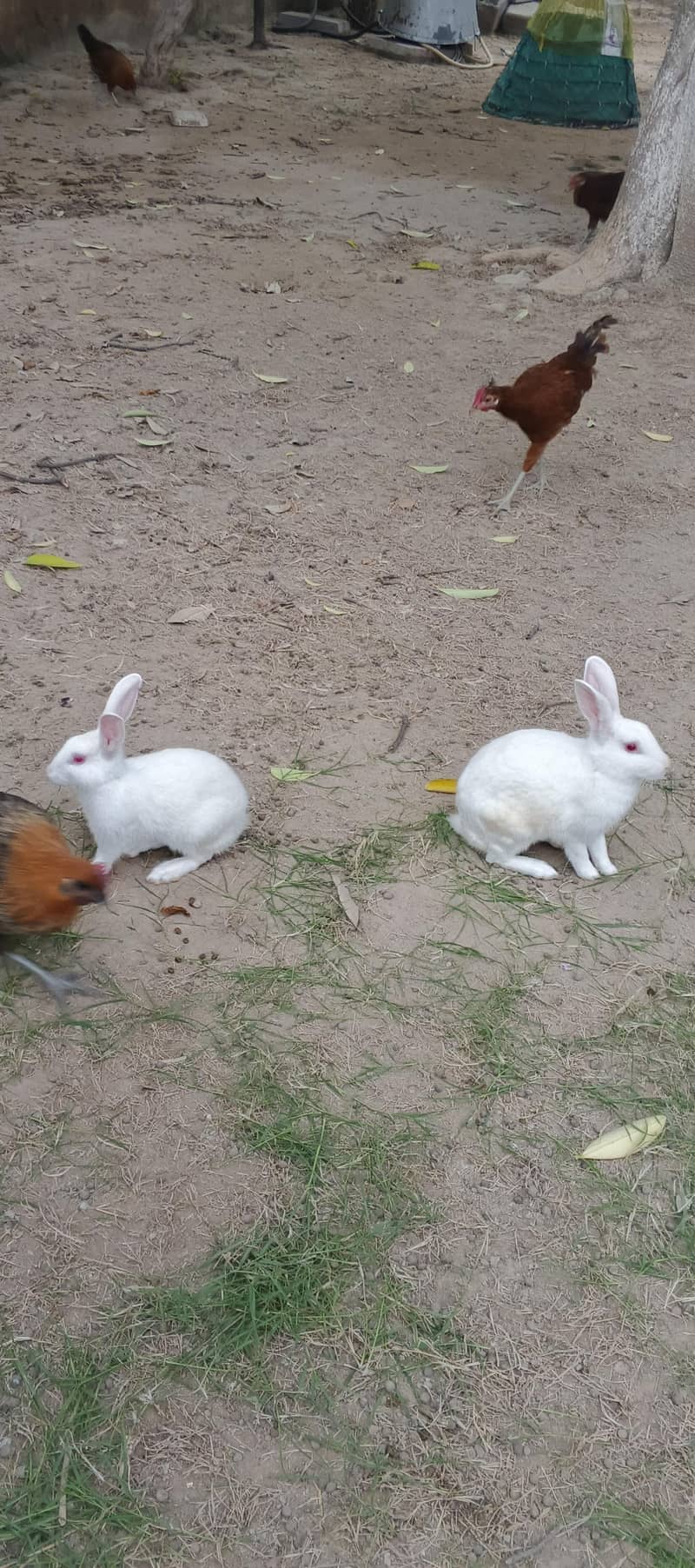 white Rabit 1