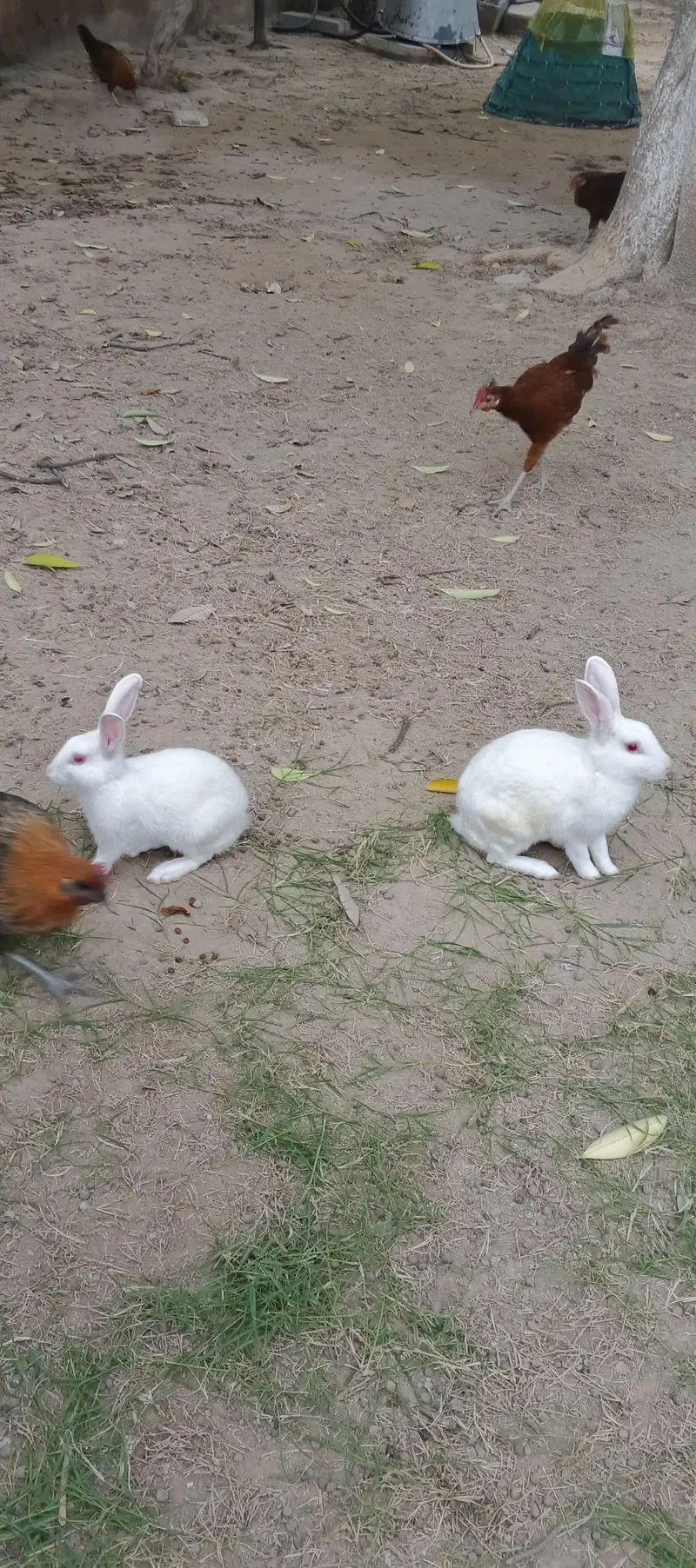 white Rabit — photo 2
