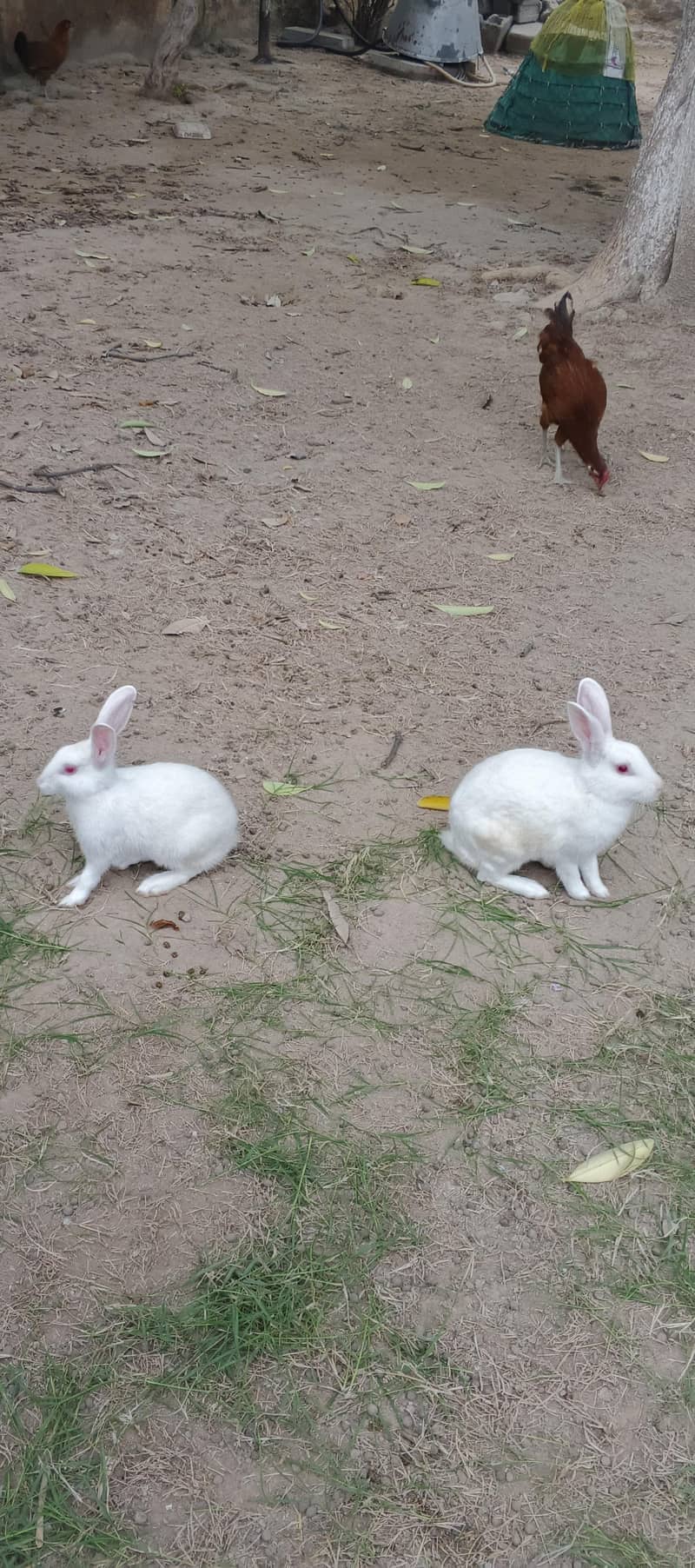 white Rabit 2