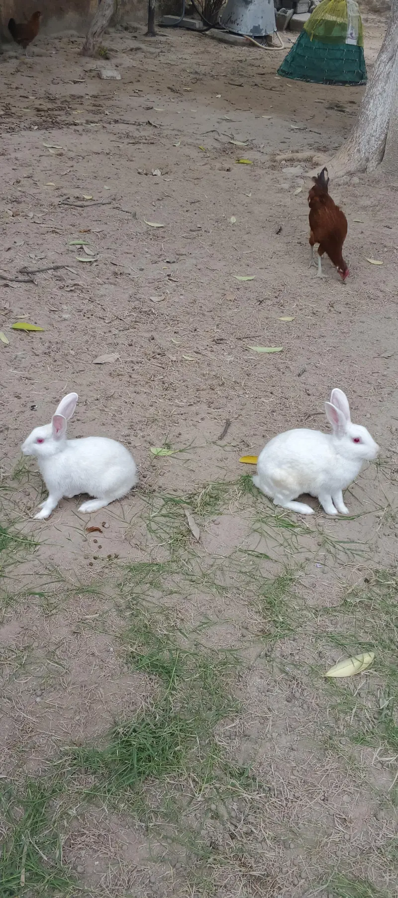 white Rabit — photo 3