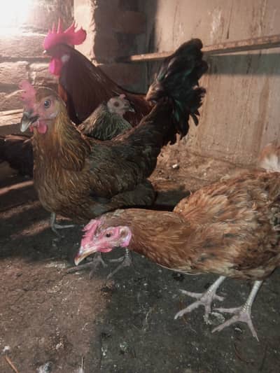 Desi Murga Murghi For Sale – Healthy & Beautiful