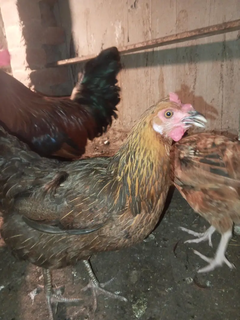 Desi Murga Murghi For Sale – Healthy & Beautiful — photo 2