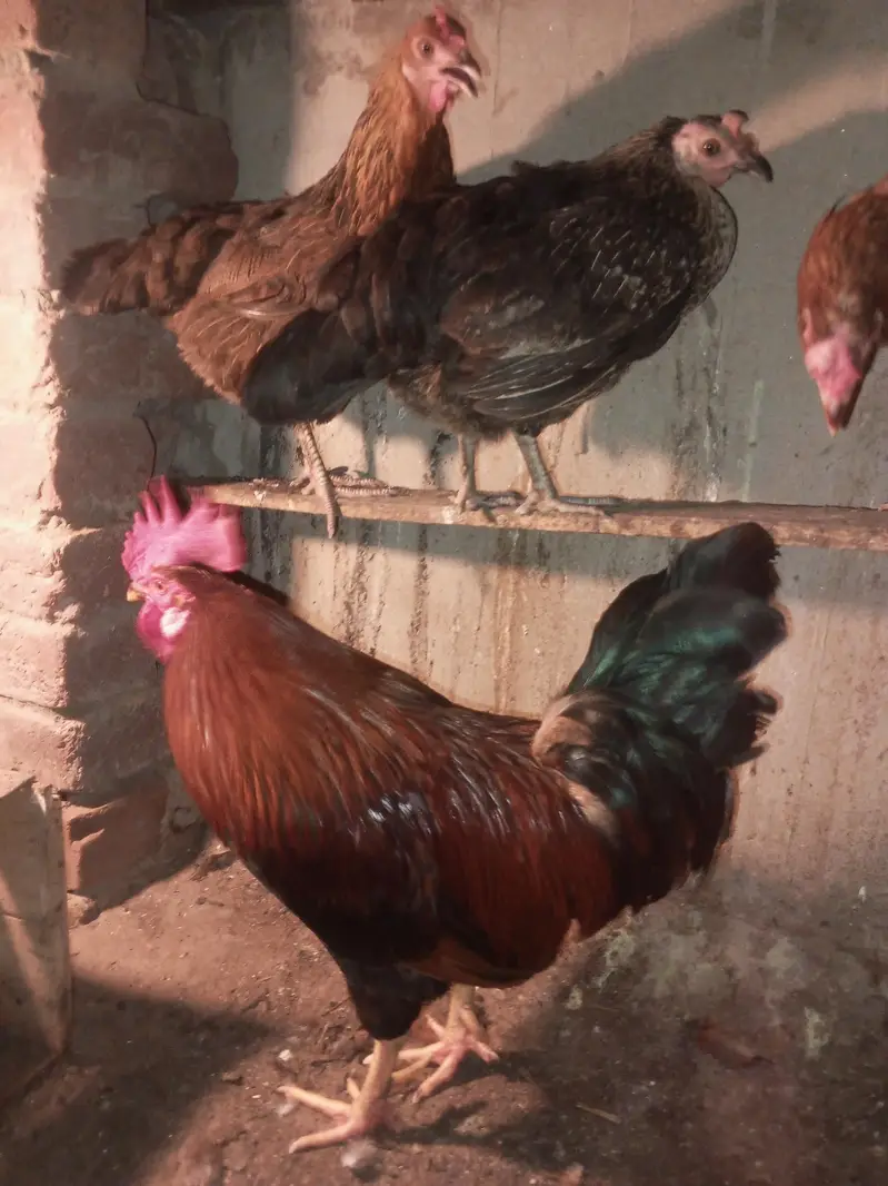 Desi Murga Murghi For Sale – Healthy & Beautiful — photo 6