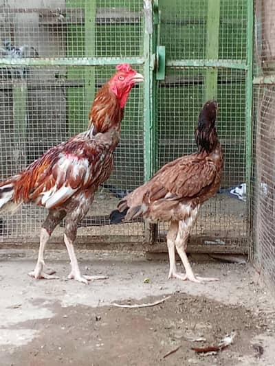 Pure Aseel Pair