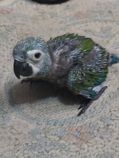 chest nut fronted macaw chick available