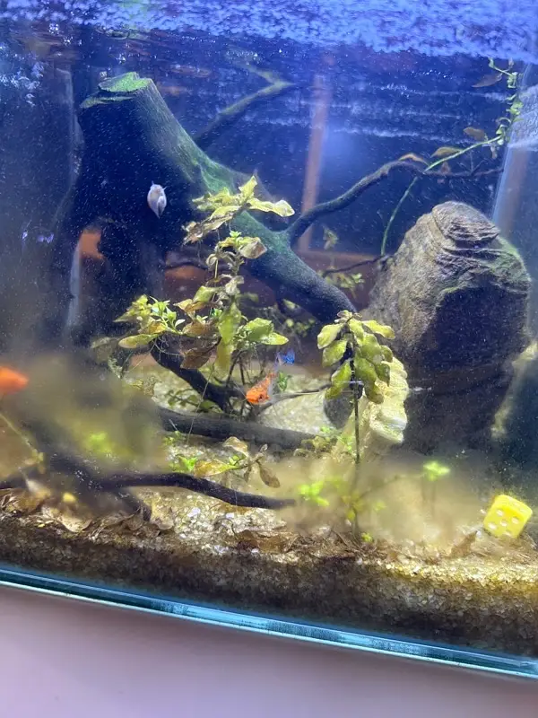 selling my 2x2 aquarium with 3 platties and one neon tetra