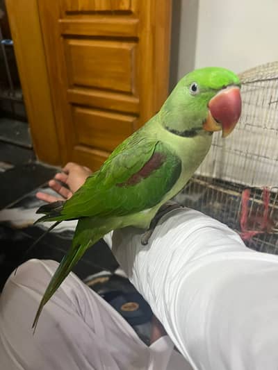 Raw male fully talking tamped avilable for sale