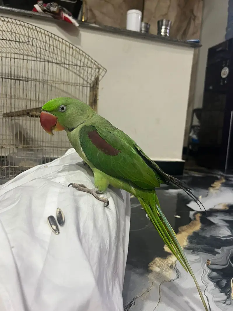 Raw male fully talking tamped avilable for sale — photo 3