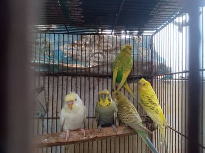 3 male 1 female. Single flower hogo male, triple crusted rainbow work