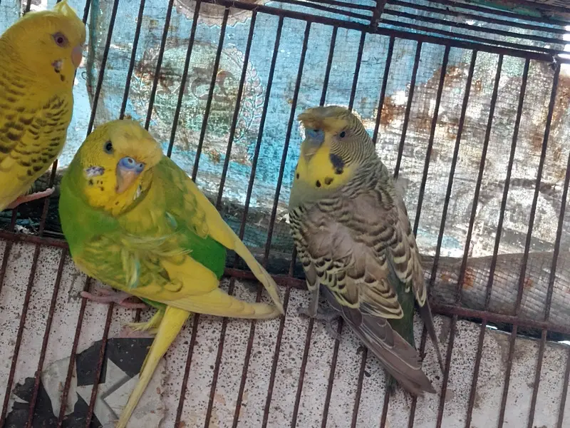 3 male 1 female. Single flower hogo male, triple crusted rainbow work — photo 3