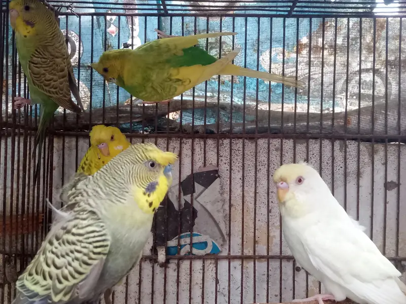 3 male 1 female. Single flower hogo male, triple crusted rainbow work — photo 4