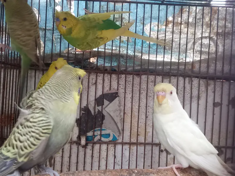 3 male 1 female. Single flower hogo male, triple crusted rainbow work — photo 5
