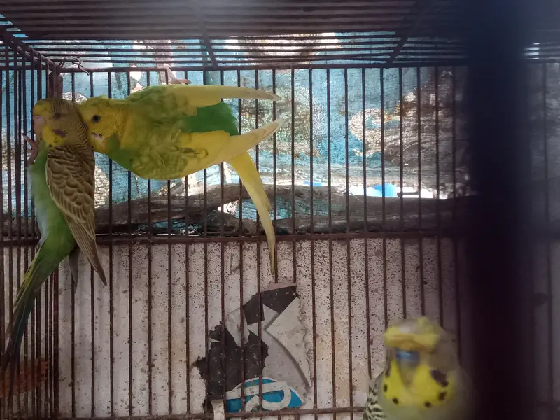 3 male 1 female. Single flower hogo male, triple crusted rainbow work — photo 7